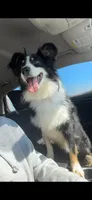Stetson , a male Australian Shepherd for sale in Claremore, OK – 1 of 1