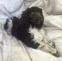 Hazel, a female Poodle - Standard  for sale in Mansfield, GA – Photo 3 of 4