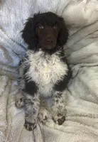 Hazel, a female Poodle - Standard  for sale in Mansfield, GA – Photo 4 of 4