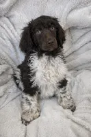 Hazel, a female Poodle - Standard  for sale in Mansfield, GA – Photo 1 of 4