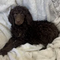 Rolo, a male Poodle - Standard  for sale in Mansfield, GA – Photo 5 of 7