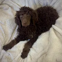 Rolo, a male Poodle - Standard  for sale in Mansfield, GA – Photo 6 of 7