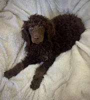 Rolo, a male Poodle - Standard  for sale in Mansfield, GA – Photo 4 of 5