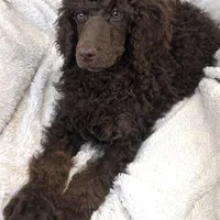 Rolo, a male Poodle - Standard  for sale in Mansfield, GA – Photo 7 of 7