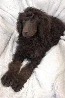 Rolo, a male Poodle - Standard  for sale in Mansfield, GA – Photo 2 of 5