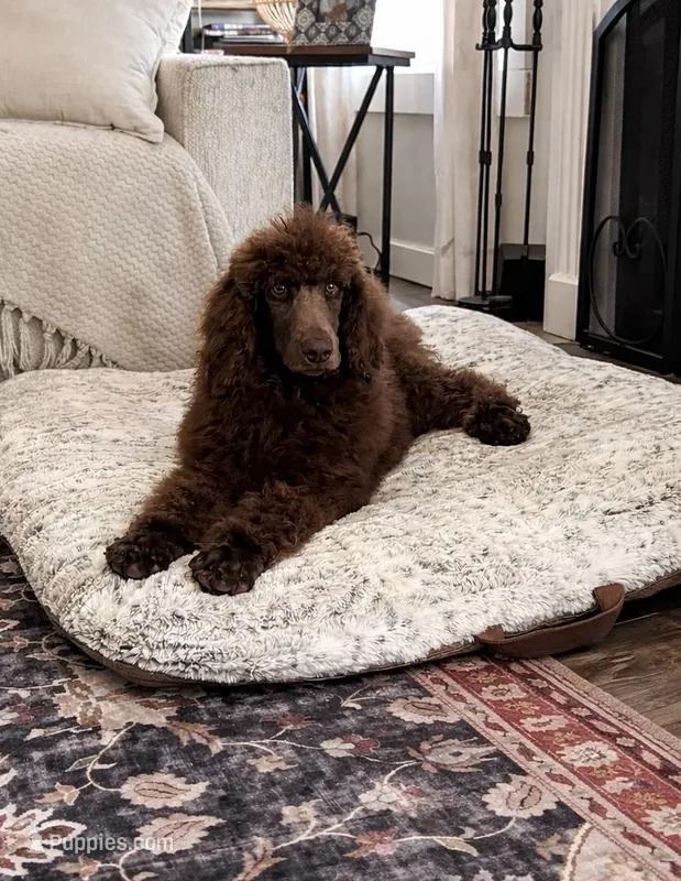 Rolo – Poodle - Standard  puppy for sale in Mansfield, GA