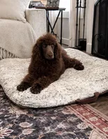 Rolo, a male Poodle - Standard  for sale in Mansfield, GA – Photo 1 of 7
