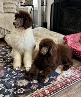 Rolo, a male Poodle - Standard  for sale in Mansfield, GA – Photo 3 of 7