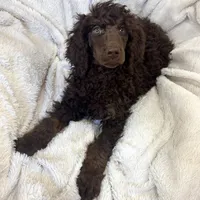Rolo, a male Poodle - Standard  for sale in Mansfield, GA – Photo 4 of 7