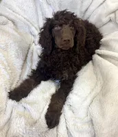 Rolo, a male Poodle - Standard  for sale in Mansfield, GA – Photo 5 of 5