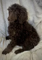 Rolo, a male Poodle - Standard  for sale in Mansfield, GA – Photo 3 of 5