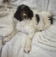 Big Boy, a male Poodle - Standard  for sale in Mansfield, GA – Photo 4 of 4