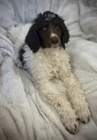 Big Boy, a male Poodle - Standard  for sale in Mansfield, GA – Photo 2 of 4