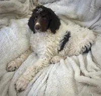 Big Boy, a male Poodle - Standard  for sale in Mansfield, GA – Photo 3 of 4