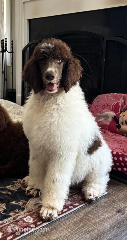 Big Boy – Poodle - Standard  puppy for sale in Mansfield, GA