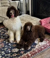 Big Boy, a male Poodle - Standard  for sale in Mansfield, GA – Photo 3 of 3