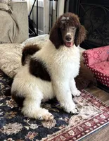 Big Boy, a male Poodle - Standard  for sale in Mansfield, GA – Photo 2 of 3
