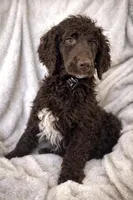 Buddy, a male Poodle - Standard  for sale in Mansfield, GA – Photo 1 of 4