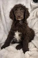 Buddy, a male Poodle - Standard  for sale in Mansfield, GA – Photo 2 of 4