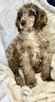 Teddy, a female Poodle - Multi-Colored Standard for sale in Mansfield, GA – Photo 4 of 4