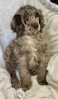 Teddy, a female Poodle - Multi-Colored Standard for sale in Mansfield, GA – Photo 3 of 4