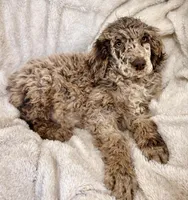 Teddy, a female Poodle - Multi-Colored Standard for sale in Mansfield, GA – Photo 1 of 4