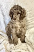 Teddy, a female Poodle - Multi-Colored Standard for sale in Mansfield, GA – Photo 2 of 4