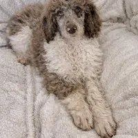 Olive , a female Poodle - Multi-Colored Standard for sale in Mansfield, GA – Photo 3 of 5