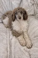 Olive , a female Poodle - Multi-Colored Standard for sale in Mansfield, GA – Photo 2 of 4