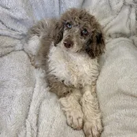 Olive , a female Poodle - Multi-Colored Standard for sale in Mansfield, GA – Photo 4 of 5