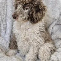 Olive , a female Poodle - Multi-Colored Standard for sale in Mansfield, GA – Photo 2 of 5