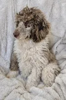 Olive , a female Poodle - Multi-Colored Standard for sale in Mansfield, GA – Photo 1 of 4