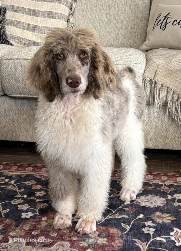 Olive  – Poodle - Multi-Colored Standard puppy for sale in Mansfield, GA