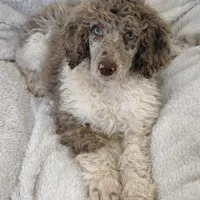 Olive , a female Poodle - Multi-Colored Standard for sale in Mansfield, GA – Photo 5 of 5