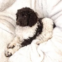 Oliver, a male Poodle - Standard  for sale in Mansfield, GA – Photo 1 of 4