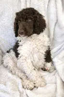 Oliver, a male Poodle - Standard  for sale in Mansfield, GA – Photo 3 of 4