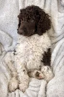 Oliver, a male Poodle - Standard  for sale in Mansfield, GA – Photo 4 of 4