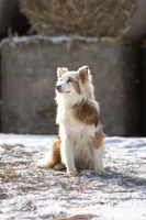 Bunny, a female Australian Shepherd for sale in New Ulm, MN – Photo 1 of 2