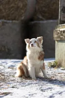 Bunny, a female Australian Shepherd for sale in New Ulm, MN – Photo 2 of 2