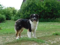Shadow, a male Australian Shepherd for sale in New Ulm, MN – Photo 2 of 2