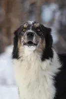 Shadow, a male Australian Shepherd for sale in New Ulm, MN – Photo 1 of 2