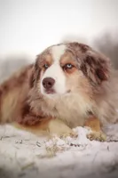 Asher, a male Australian Shepherd for sale in New Ulm, MN – Photo 2 of 2