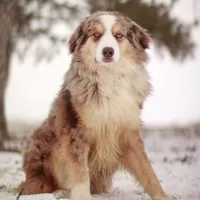 Asher, a male Australian Shepherd for sale in New Ulm, MN – Photo 1 of 2