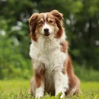 Hali, a female Australian Shepherd for sale in New Ulm, MN – Photo 1 of 2