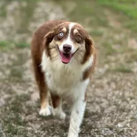 Hali, a female Australian Shepherd for sale in New Ulm, MN – Photo 2 of 2
