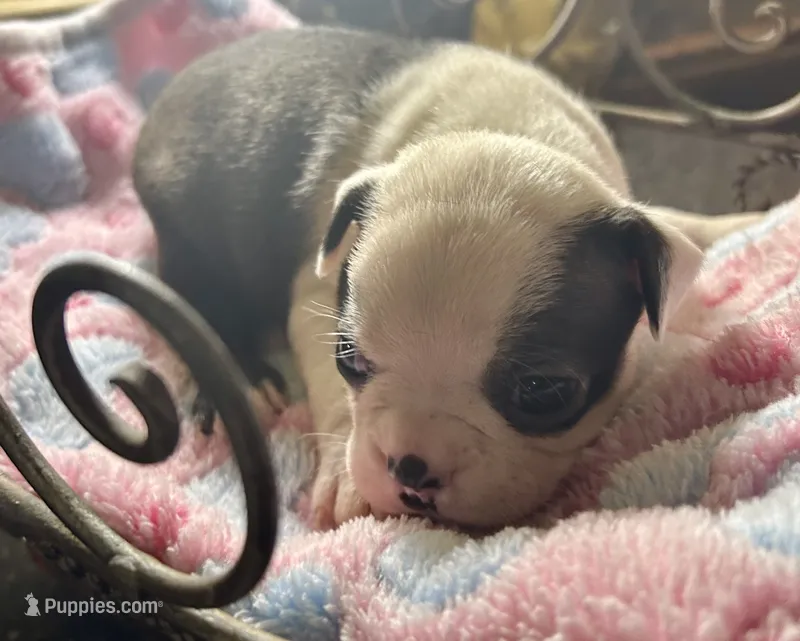 LT’s girl 2 – Boston Terrier puppy for sale in Cheraw, SC