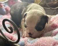 LT’s girl 2, a female Boston Terrier for sale in Cheraw, SC – 1 of 1