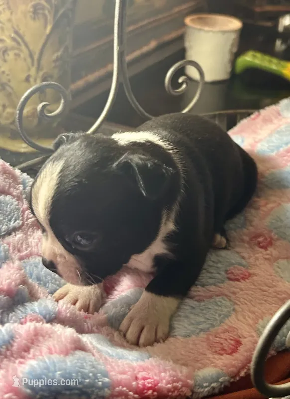 LT’s girl 4 – Boston Terrier puppy for sale in Cheraw, SC
