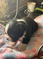 LT’s girl 4, a male Boston Terrier for sale in Cheraw, SC – 1 of 1