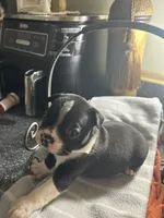 LT’s boy 2, a male Boston Terrier for sale in Cheraw, SC – 2 of 2